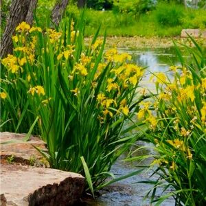 3 Yellow Flag Iris rhizomes (2026) trimmed bog ponds garden